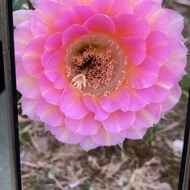 香香重花带根6公分左右微瑕