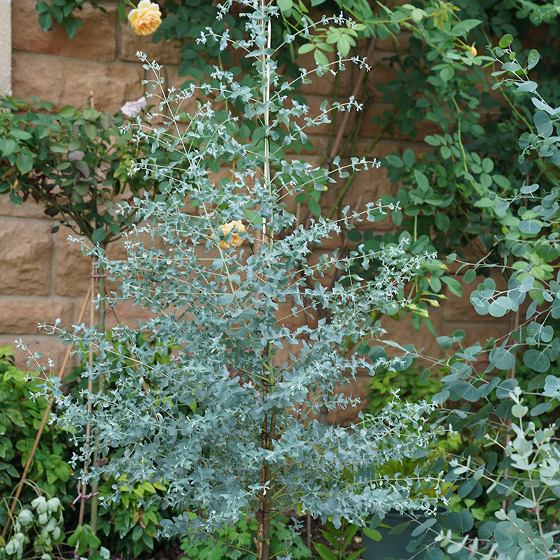 种花王大爷 尤加利盆栽INS网红阳台室内净化空气观叶绿植