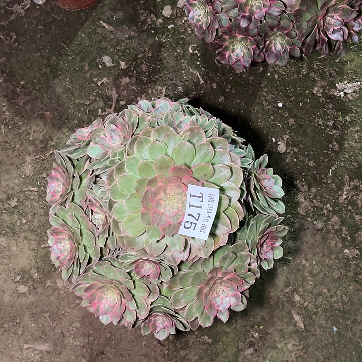 175莲花坐多肉植物    