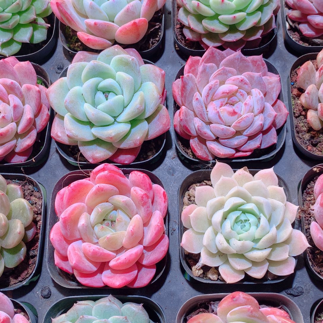 30-量拍品质保证多肉带盆16颗全单头