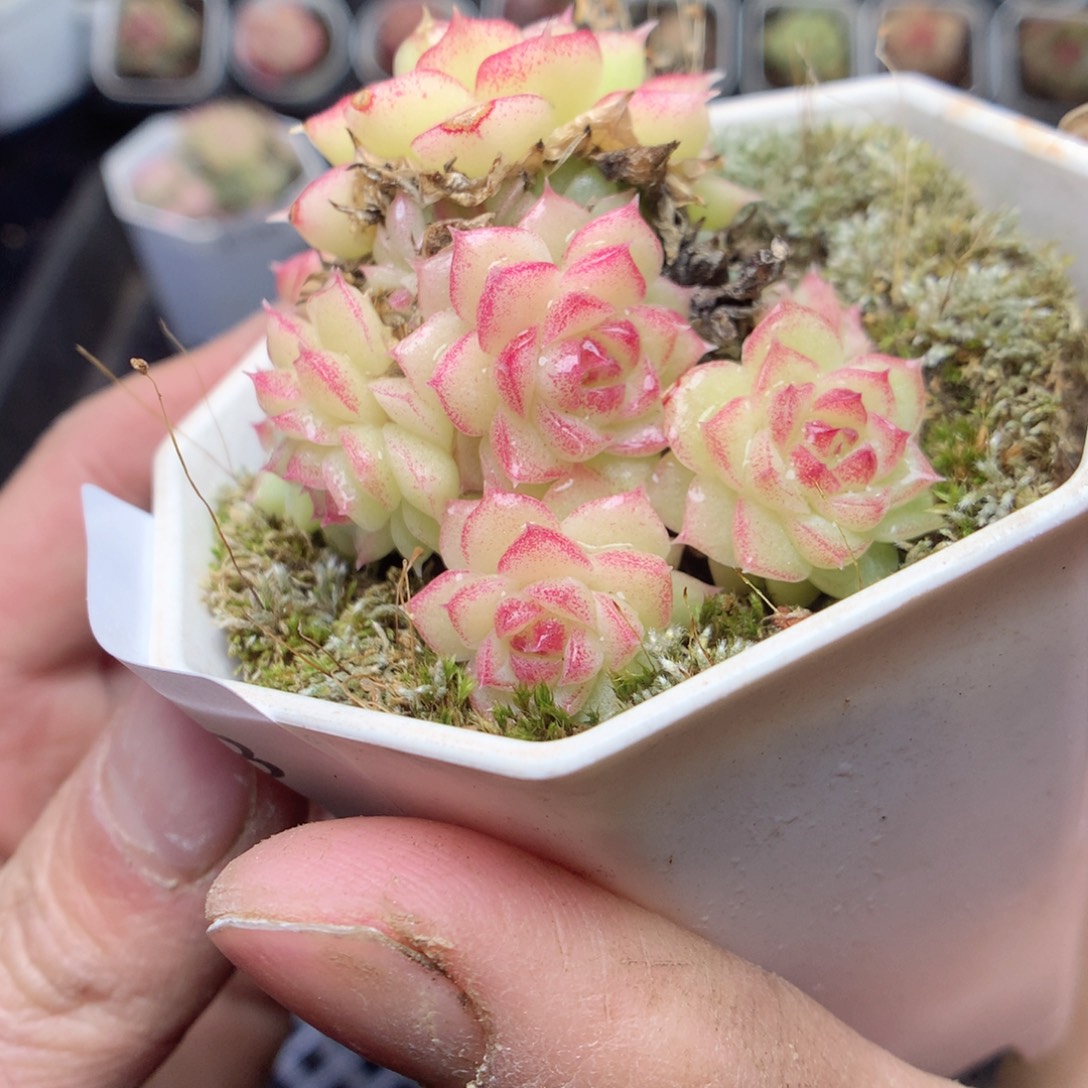 无花朵S158。yyyyyy