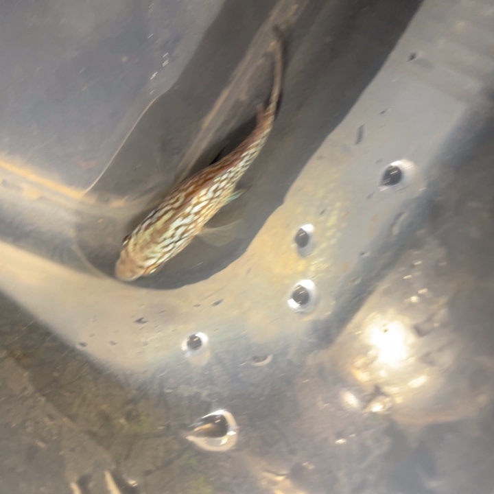 罗汉鱼马来西亚花罗汉鱼