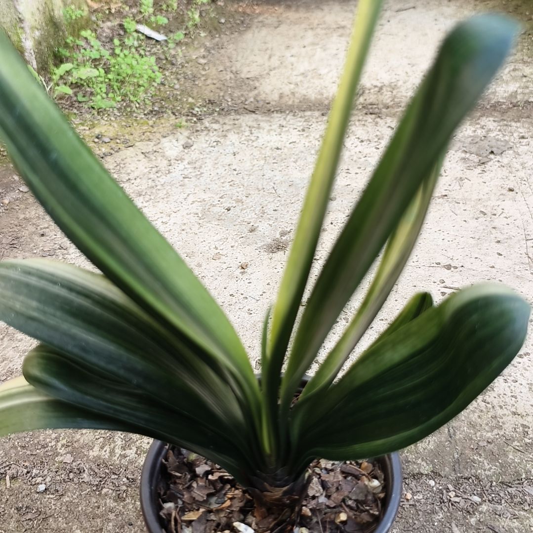 海***9当前无花栽培后可以开花彩兰一颗拍品