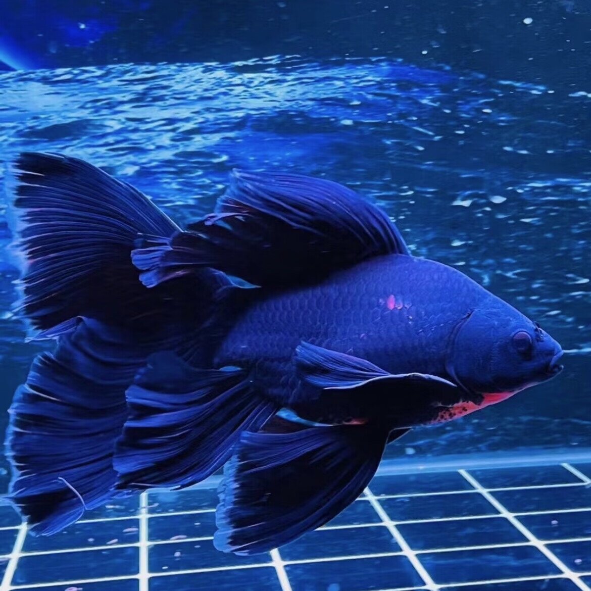 <运泽蝴蝶鲤>主播改价专属链接