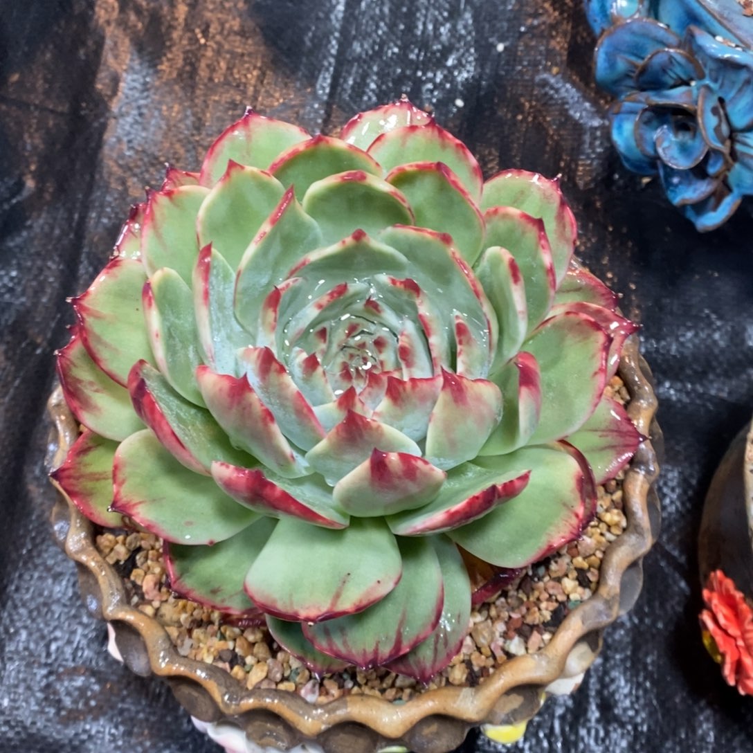 唔***哈惊鸿仙子一物一拍