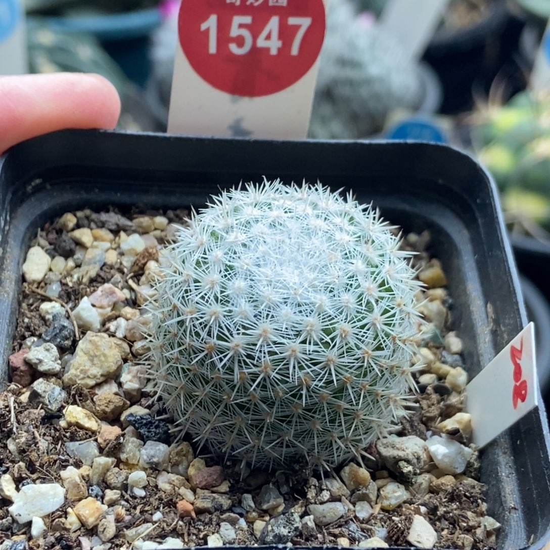 实生敷岛3.3cm一棵仙人球