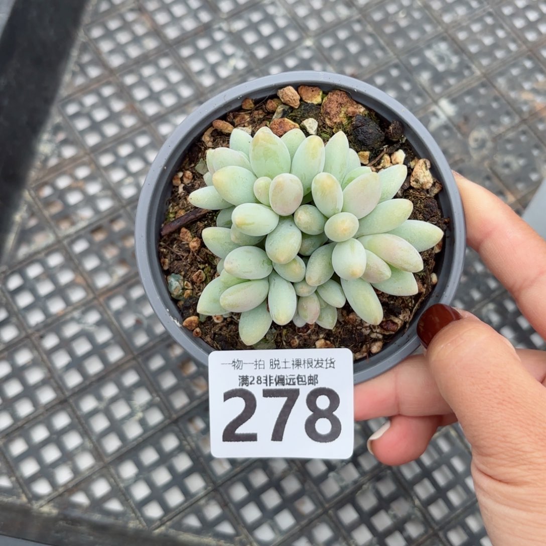 白兰地无盆土发货