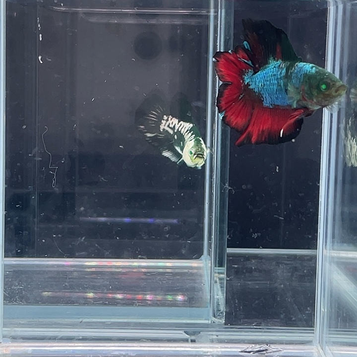 斗鱼包活不包损感谢支持