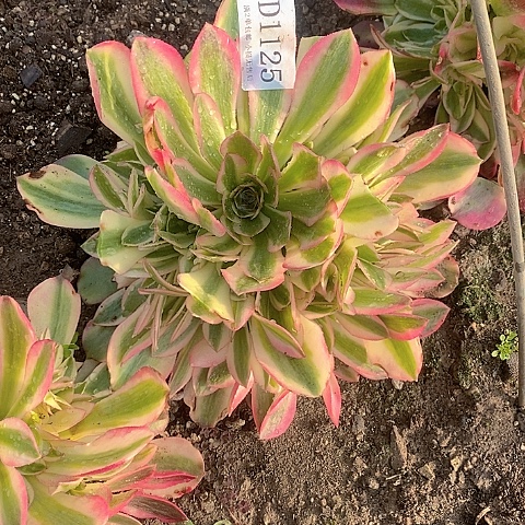 1125香妃多肉法师