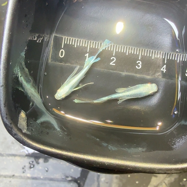 青鳉鱼73号拍品长鳍天使种鱼