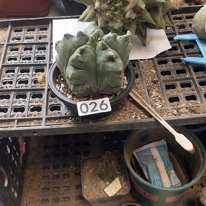 仙人球026号龟甲鸾