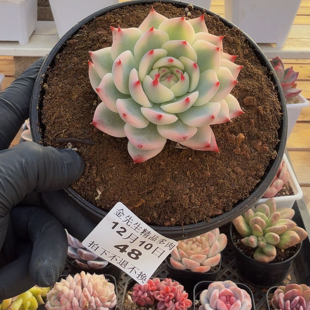 1210-48吉娃娃锦单头