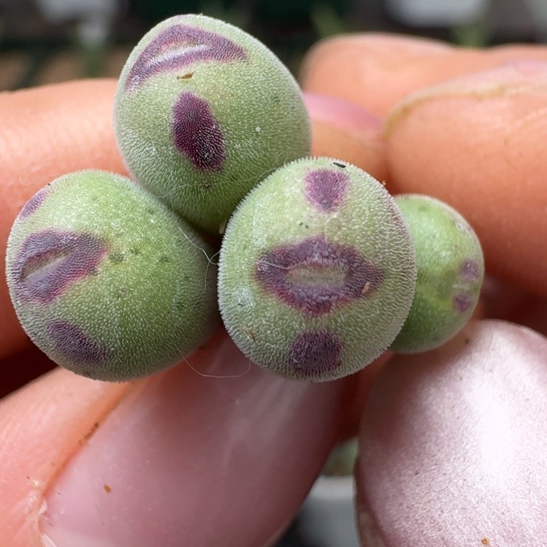 214四头000000000000