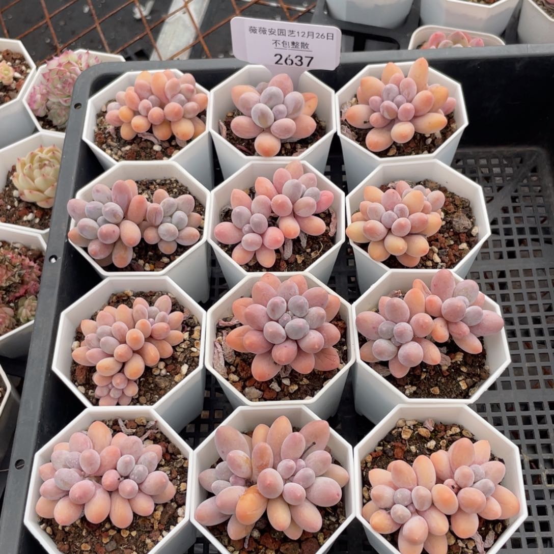 不包整散 盆子不售后2637