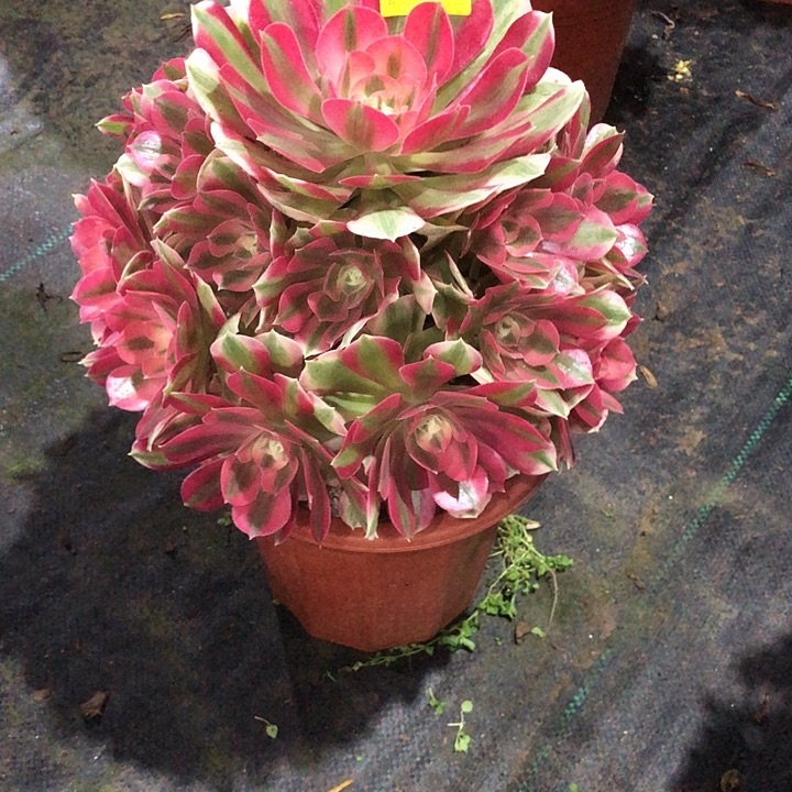 女巫多肉961000000000