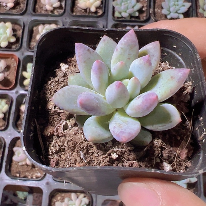 车厘子精品多肉植物大战