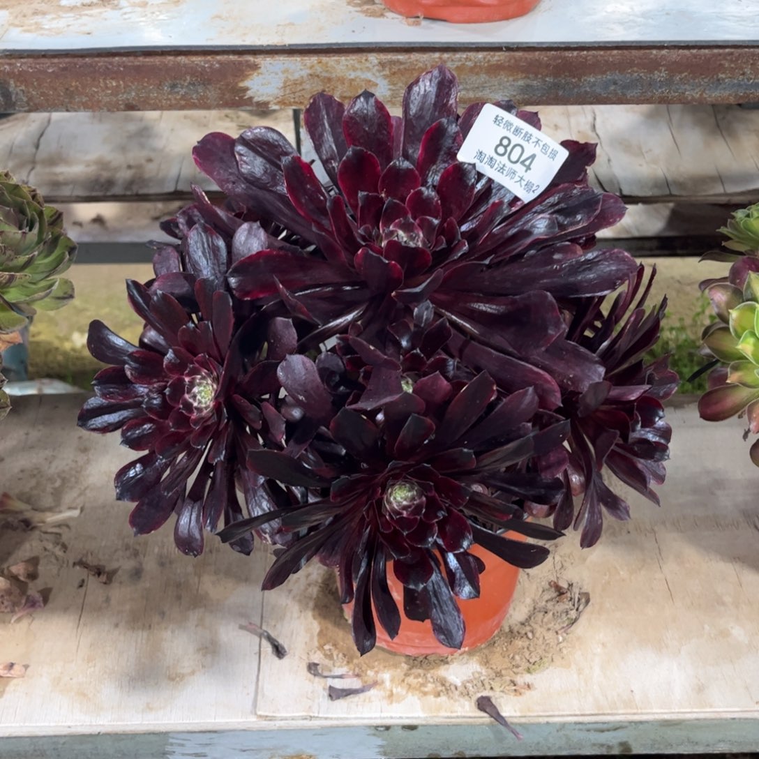 804陌颜多肉植物法师