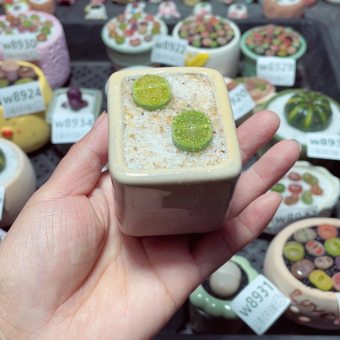 w8936 带盆土发货-零下地区拍保温箱