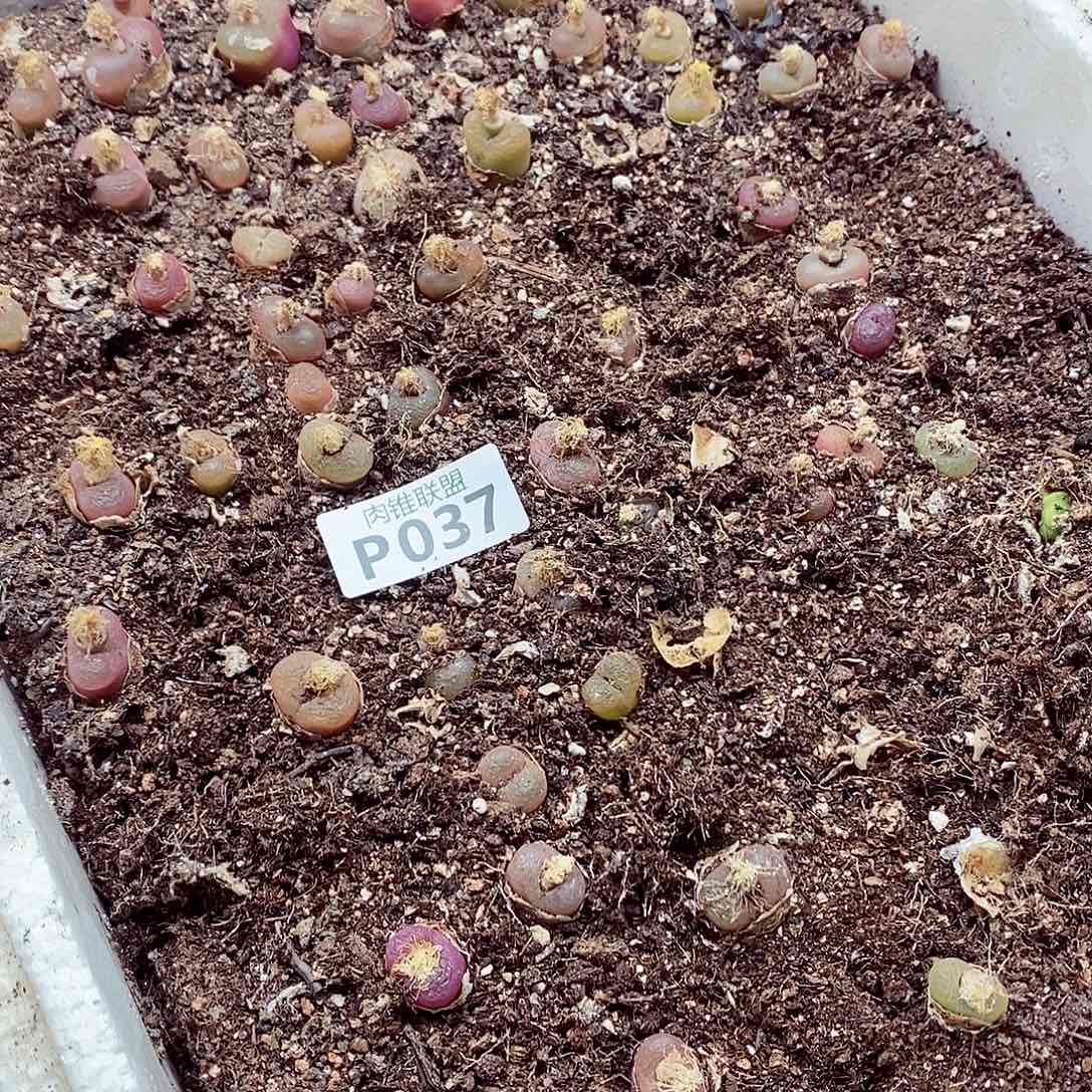 37超毛呃呃呃呃呃呃呃呃呃呃呃呃呃呃