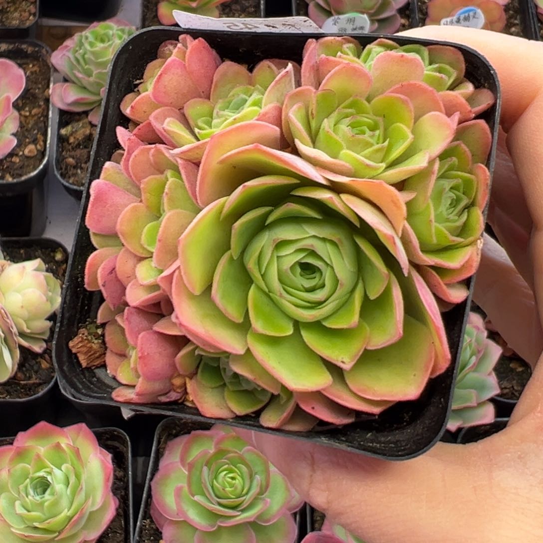 45号四月天—山地玫瑰