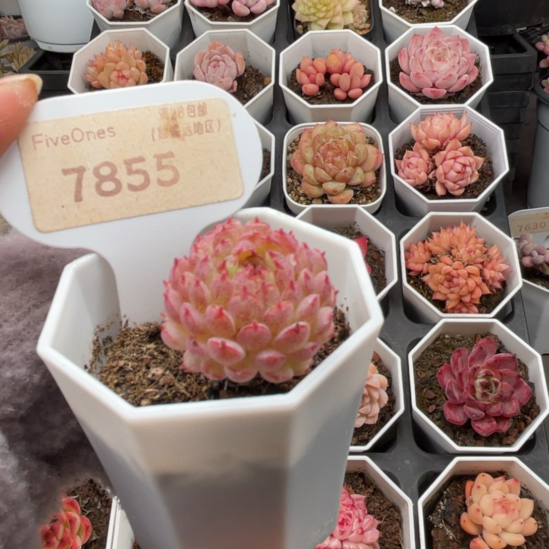 小红衣7855-2.5厘米