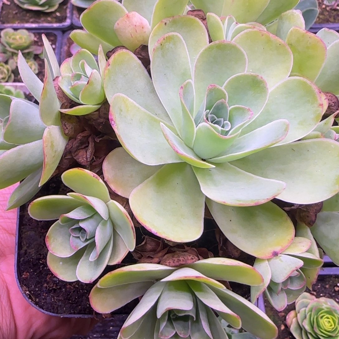 嘿****圈初晨玫瑰12厘米13434343