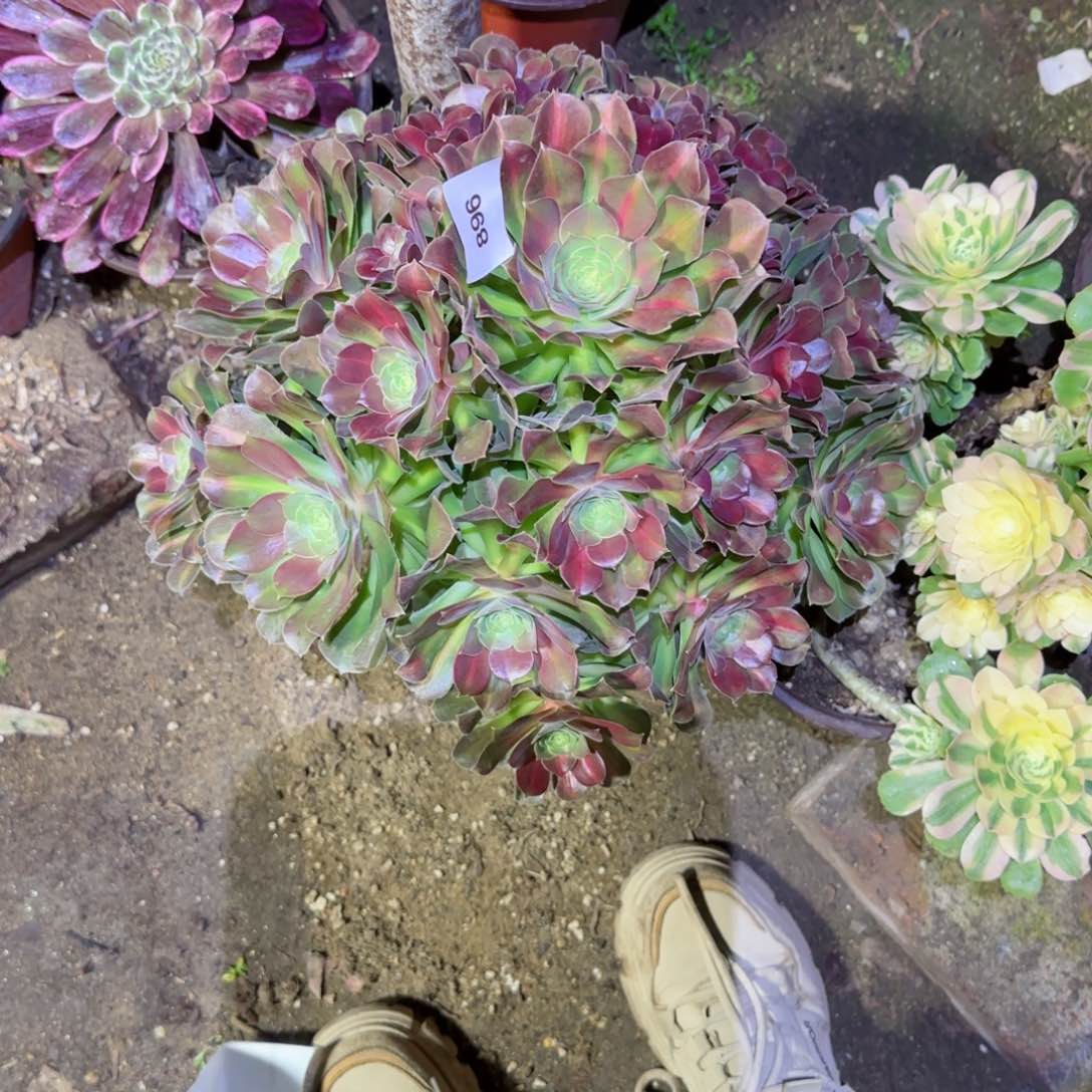 女巫中班法师多肉869