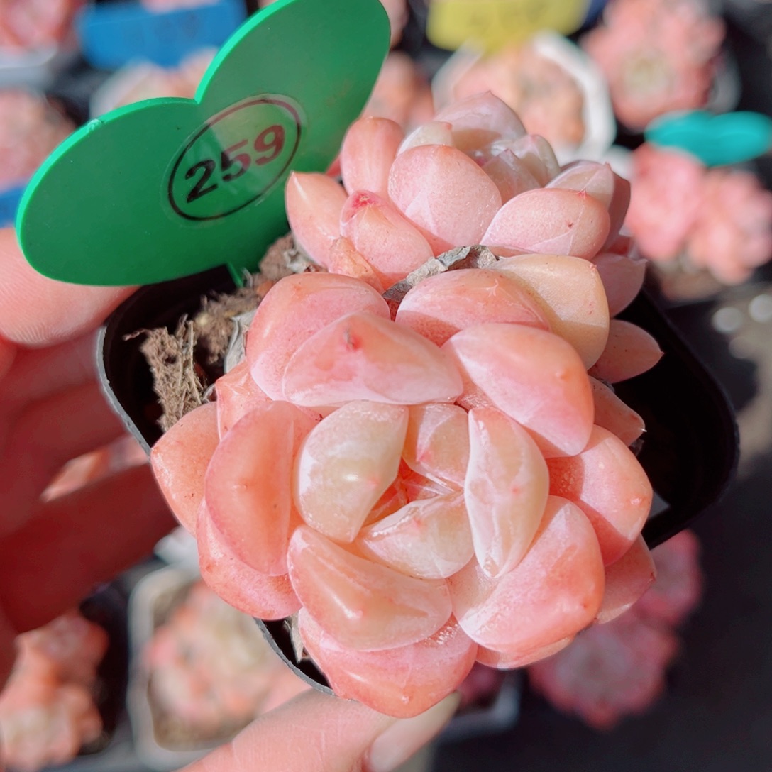 259号小老桩糖心双头