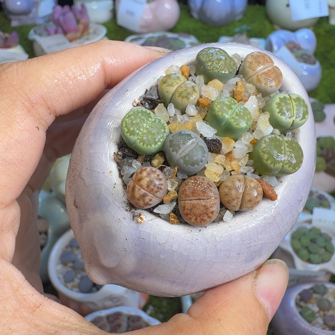 多肉植物福利冲708