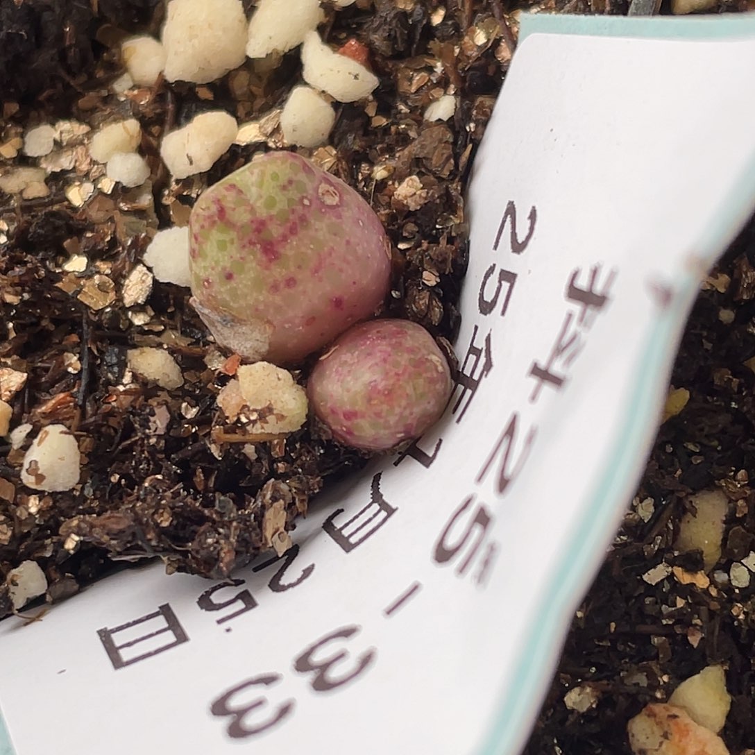 25-33斑马多肉植物