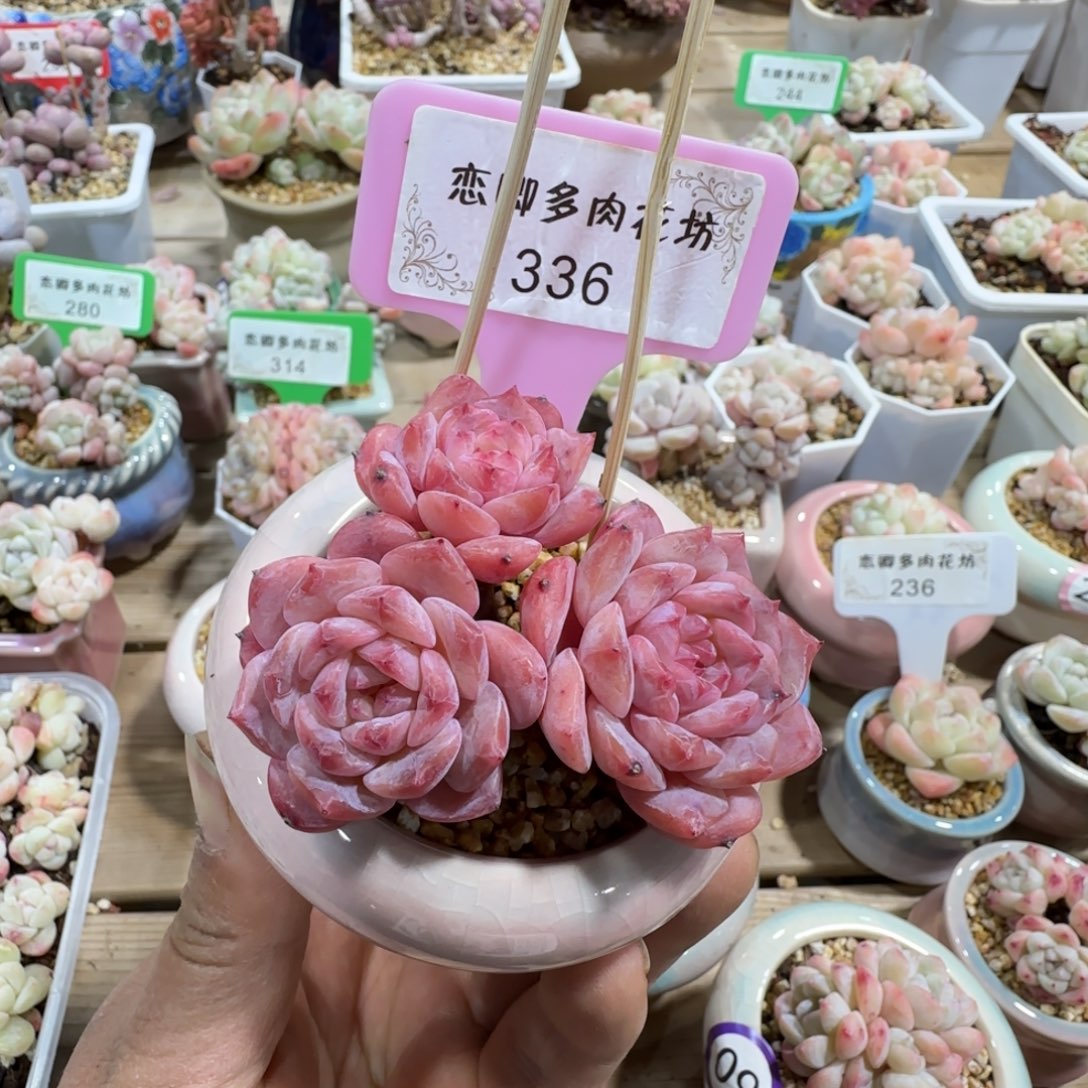 336冰糖水晶老桩3头带腿