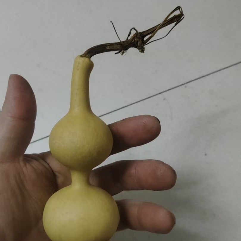 精品天然小葫芦  直播链接   一物一拍  请勿私自下单