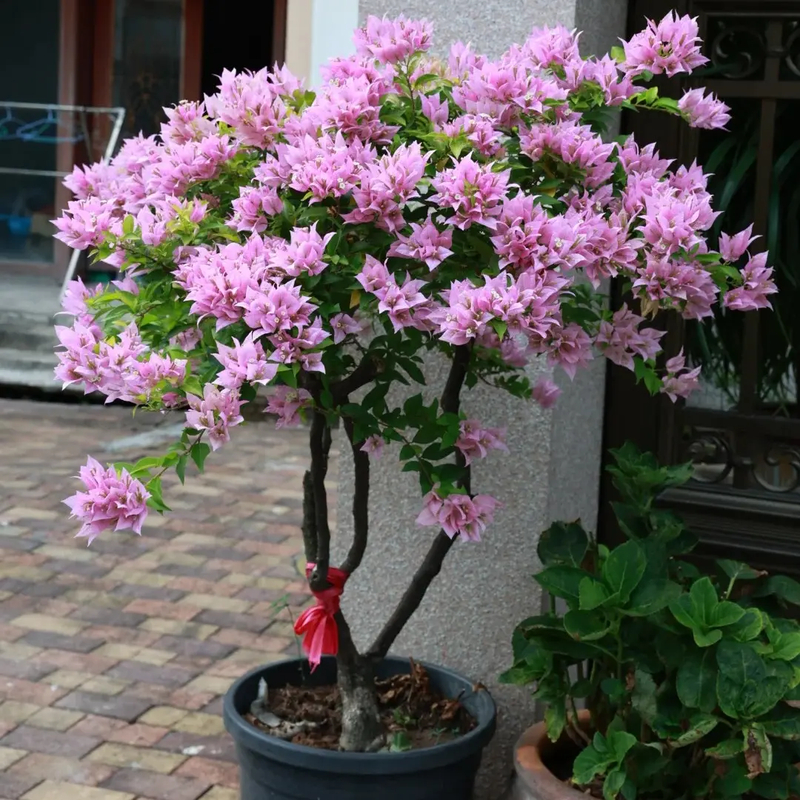 【粉红豹】重瓣三角梅盆栽树苗爬藤耐寒阳台三角梅花苗四季开花