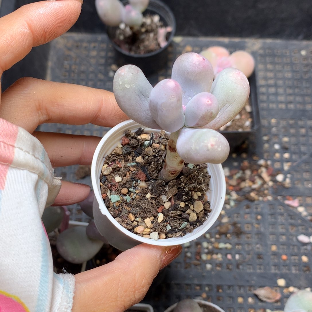 米可奶，不满28发一个叶片，到付