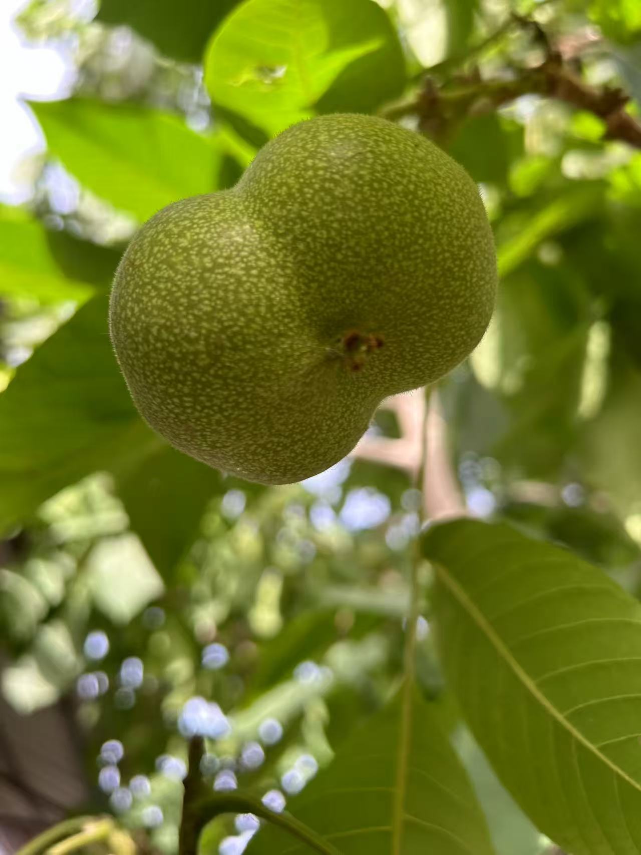三棱 青皮核桃，定制商品不退不换