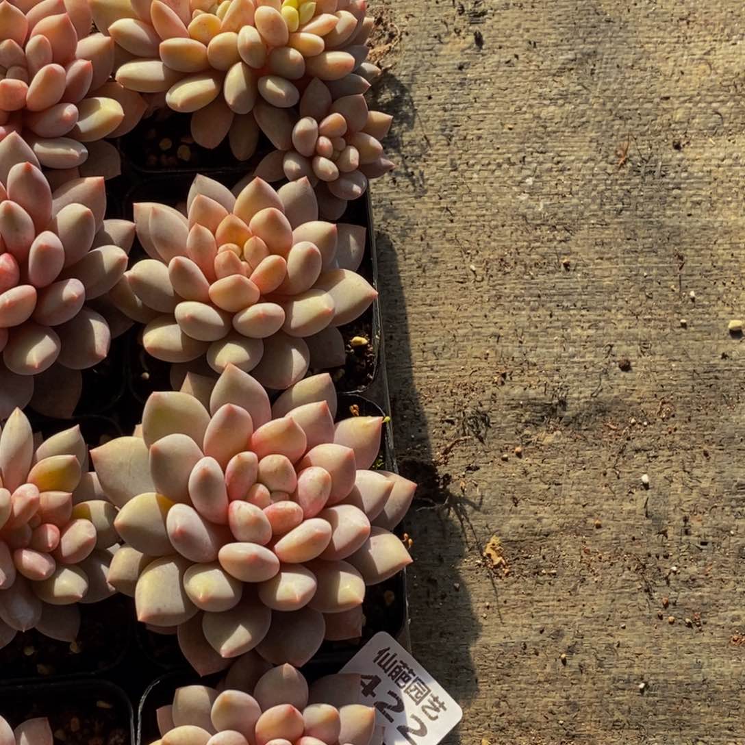 422多人在一起的时候就这样