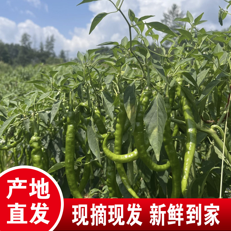 湘西代购农产品新鲜辣椒