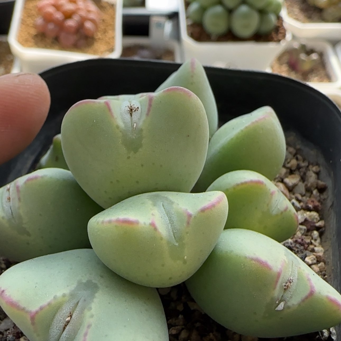 【闪购商品】7899    