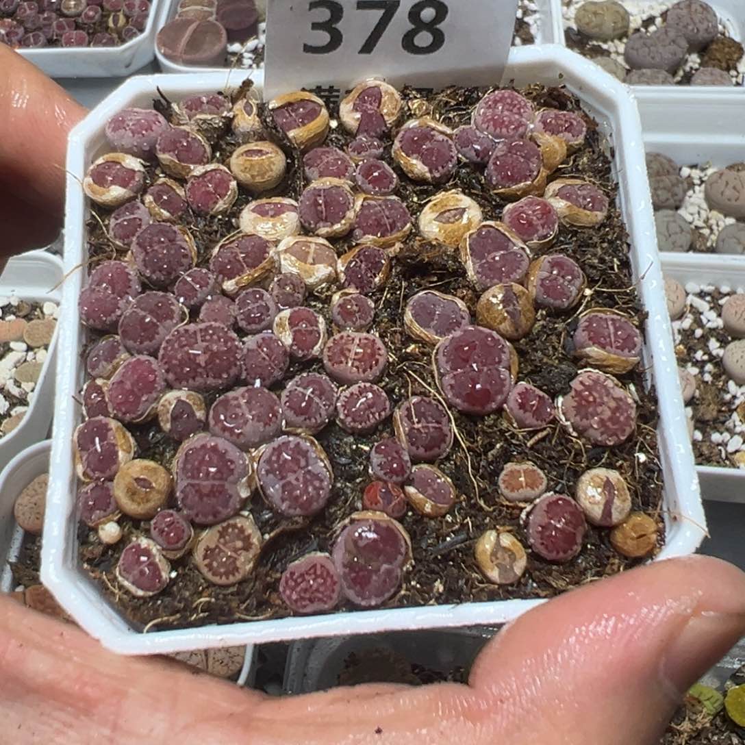 【闪购商品】 378。