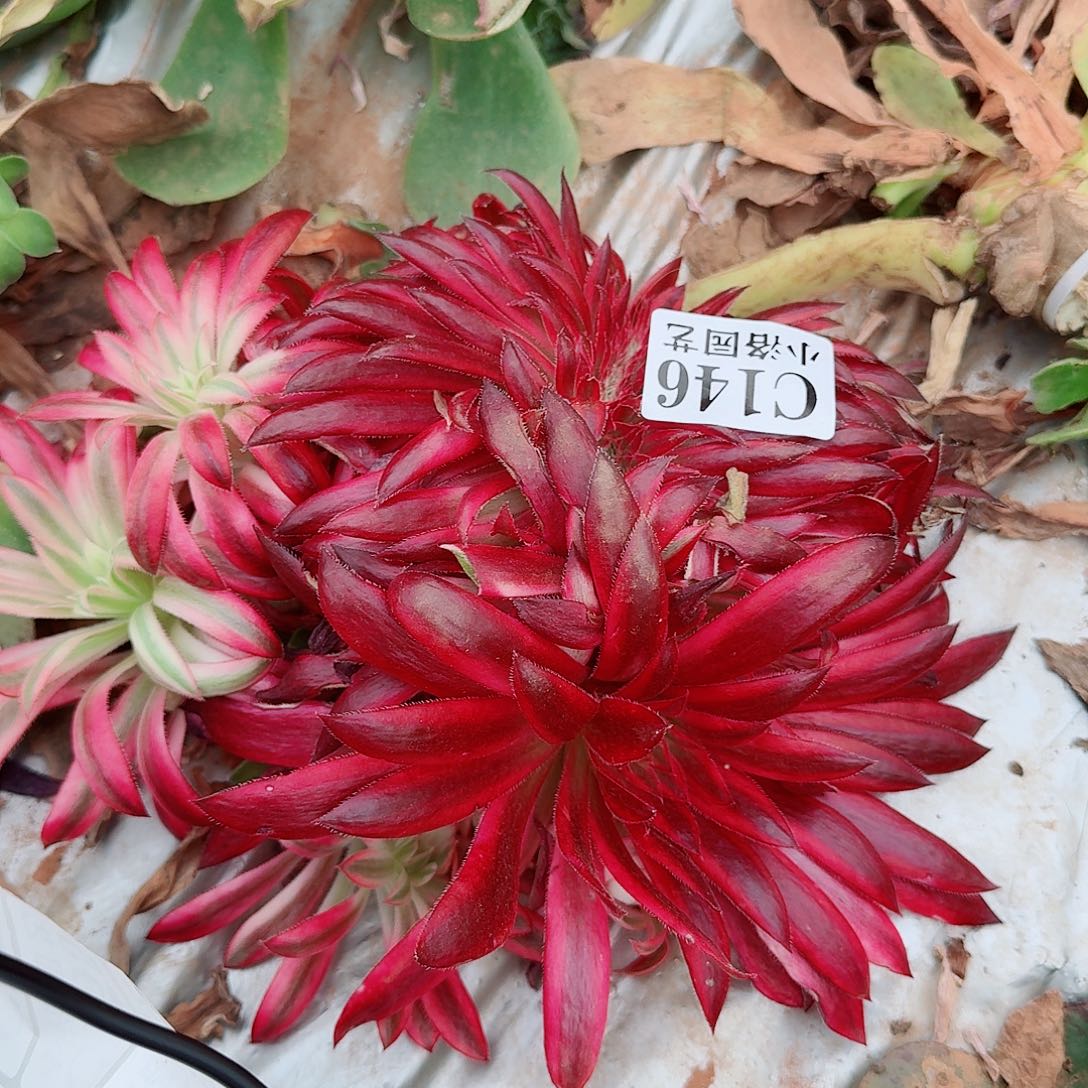 146瑕疵缀化无根不包侧枝