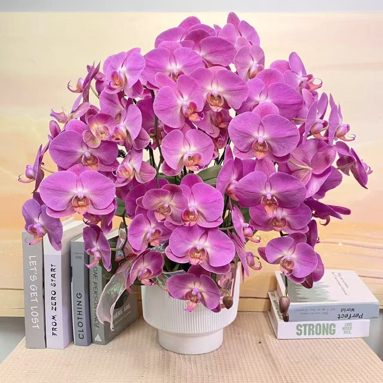 金苹果 粉紫色系蝴蝶兰 客厅美观带花带花苞 