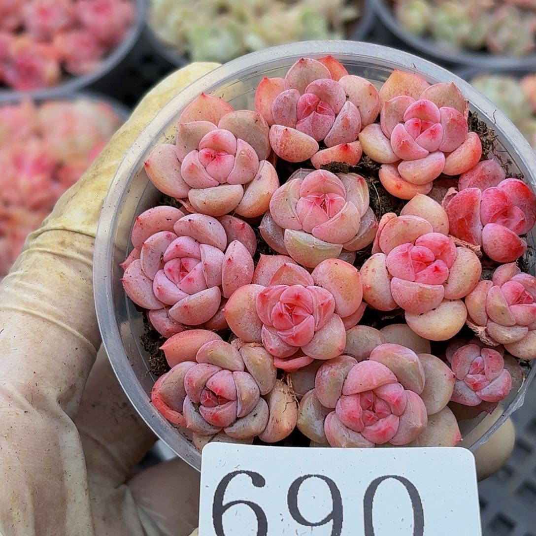 多肉植物多肉植物690