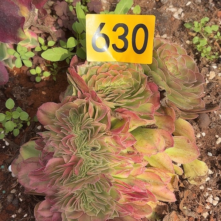 多肉植物福利630