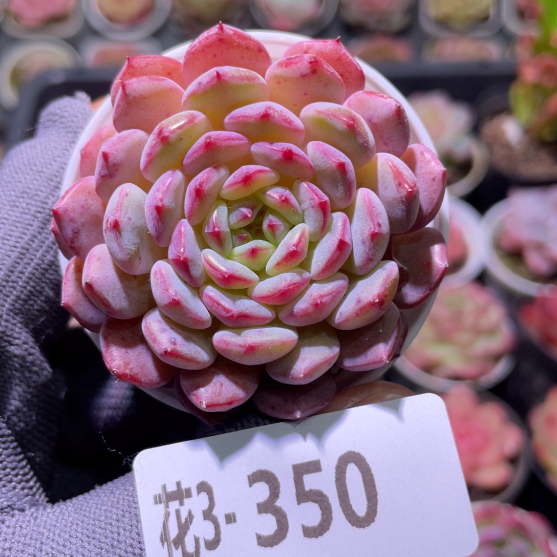 花利美3-350哈尼  