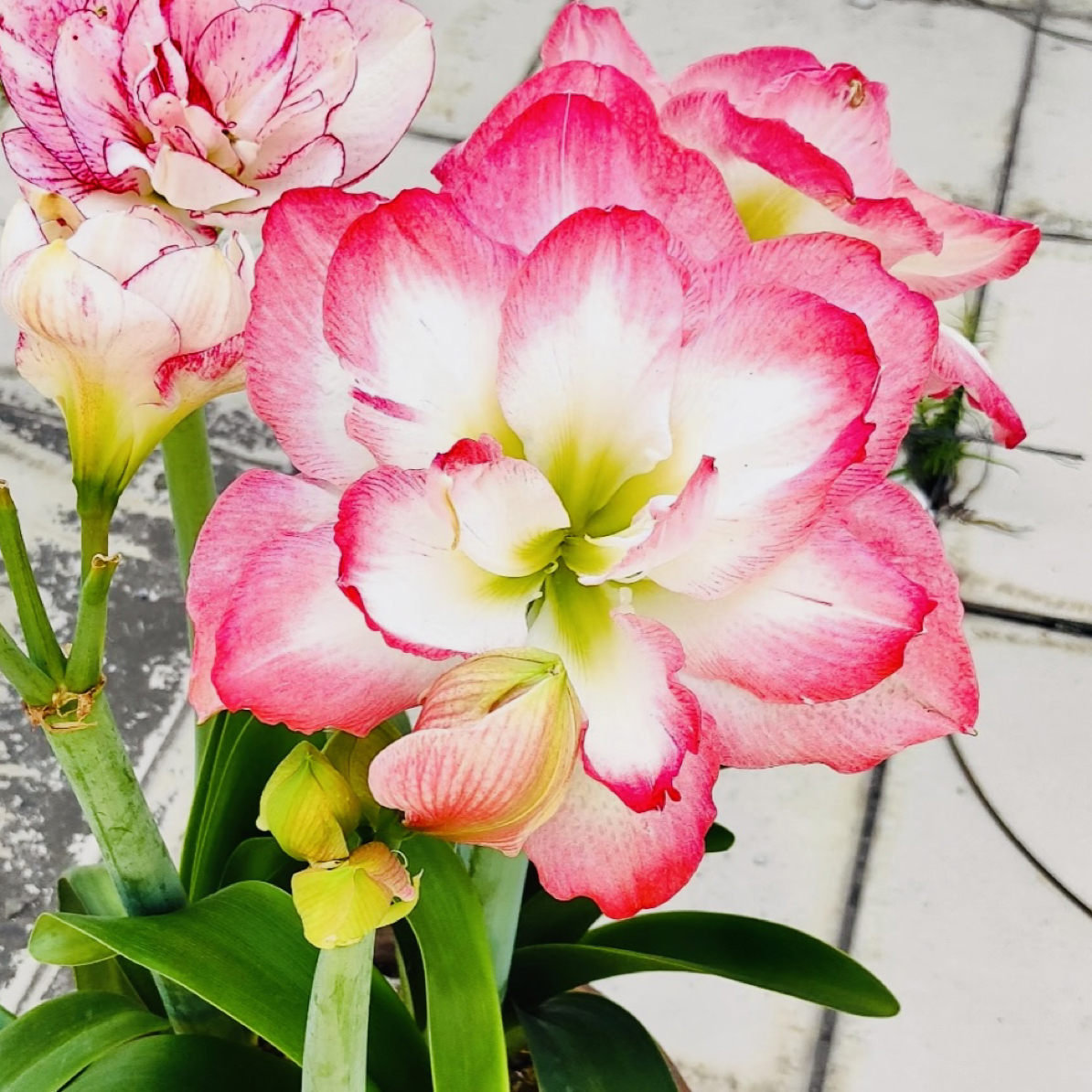 【波兰美人】重瓣朱顶红种球大花浓香好养室内外四季开花盆栽植物