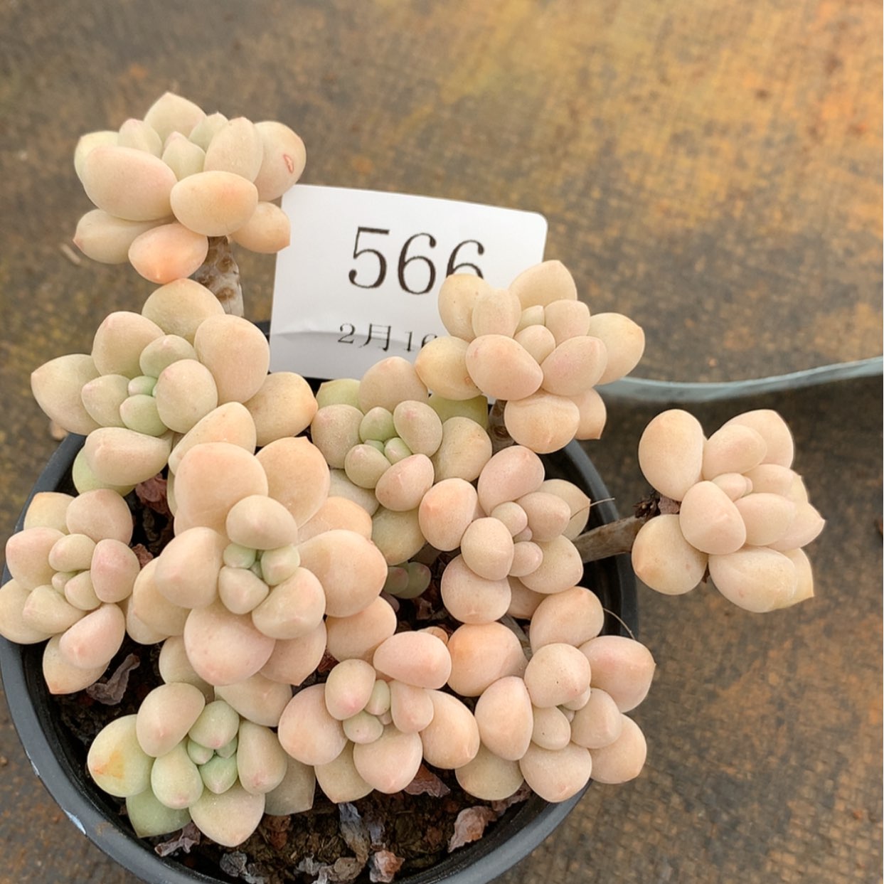 【闪购商品】云566号