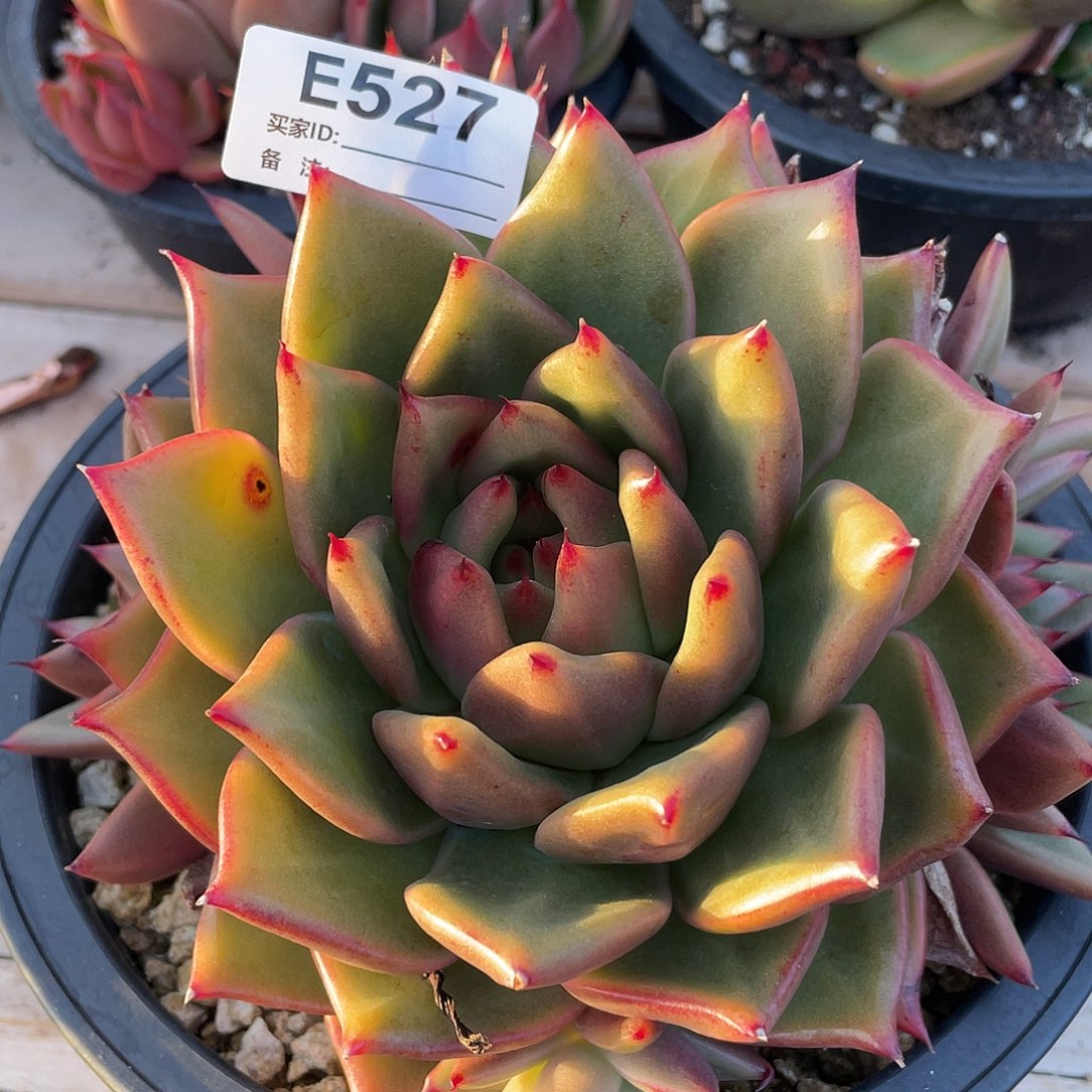 若如东云单拍E527