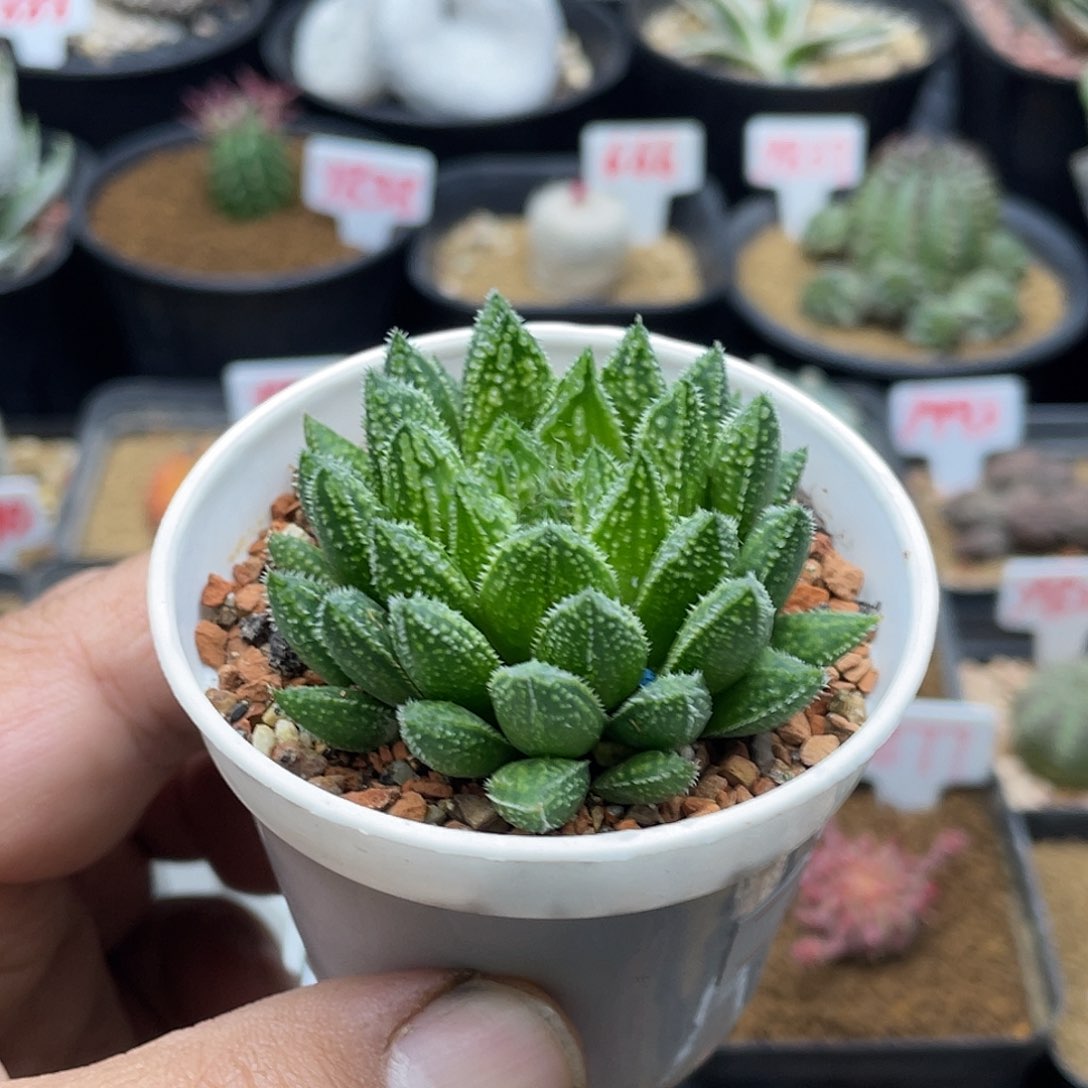 实生原始龙角 致远多肉