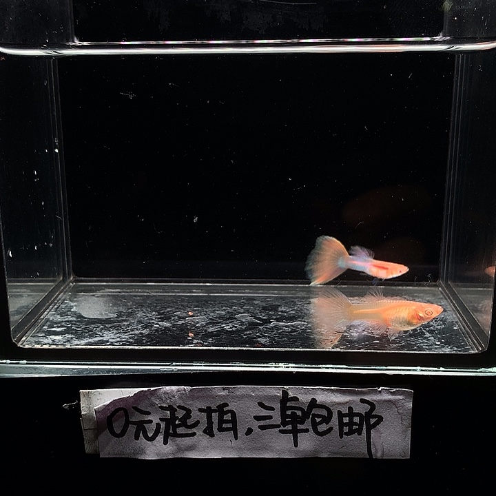 孔雀鱼天使彩虹一对