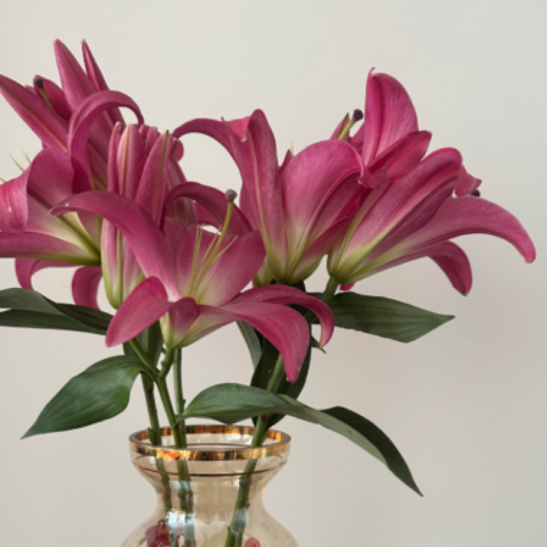 西诺红多头百合3支